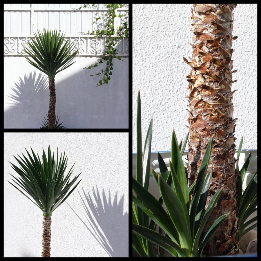 Apartamento Toca Do Lobo Charneca  Exterior foto